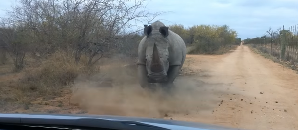 Un rinoceronte-acosador siembra el pánico en Nepal Un rinoceronte-acosador siembra el pánico en Nepal - Sputnik Mundo