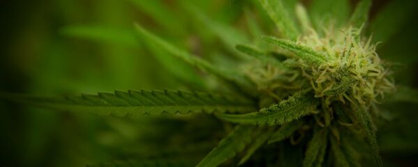 Marihuana - Sputnik Mundo