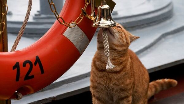 El gato del Ministerio de Defensa ruso - Sputnik Mundo