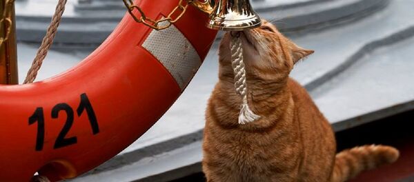 El gato del Ministerio de Defensa ruso - Sputnik Mundo