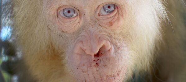 Orangután albino Orangután albino - Sputnik Mundo