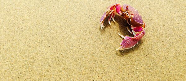 Cangrejo - Sputnik Mundo