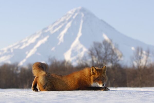 Una mirada a la reserva natural de Kamchatka a través de sus ocho volcanes - Sputnik Mundo