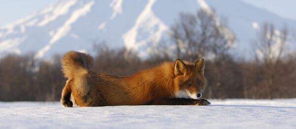 Una mirada a la reserva natural de Kamchatka a través de sus ocho volcanes - Sputnik Mundo