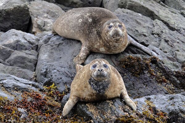 Una mirada a la reserva natural de Kamchatka a través de sus ocho volcanes - Sputnik Mundo