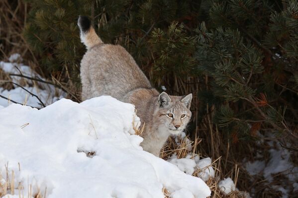 Una mirada a la reserva natural de Kamchatka a través de sus ocho volcanes - Sputnik Mundo