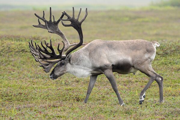 Una mirada a la reserva natural de Kamchatka a través de sus ocho volcanes - Sputnik Mundo