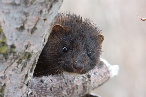 Una mirada a la reserva natural de Kamchatka a través de sus ocho volcanes - Sputnik Mundo