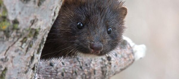 Un visión - Sputnik Mundo