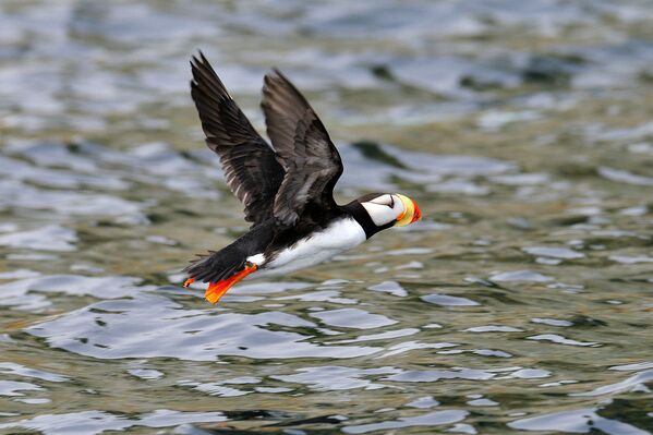 Una mirada a la reserva natural de Kamchatka a través de sus ocho volcanes - Sputnik Mundo