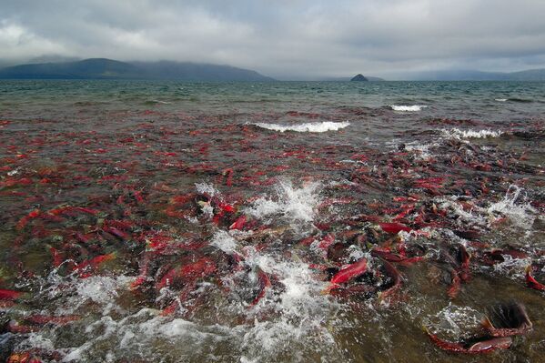 Una mirada a la reserva natural de Kamchatka a través de sus ocho volcanes - Sputnik Mundo