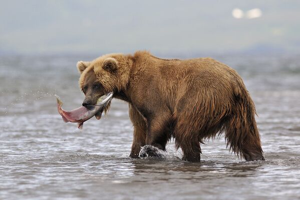 Una mirada a la reserva natural de Kamchatka a través de sus ocho volcanes - Sputnik Mundo