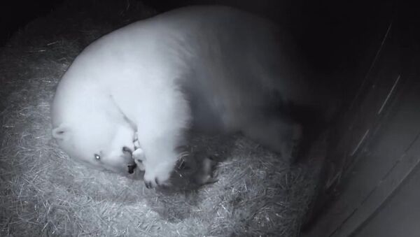 La osa polar Liya con sus dos oseznos en el parque acuático Sea World, en Australia - Sputnik Mundo