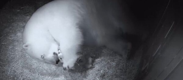 La osa polar Liya con sus dos oseznos en el parque acuático Sea World, en Australia - Sputnik Mundo