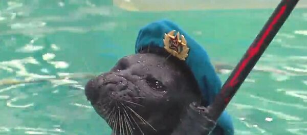 Una foca rusa - Sputnik Mundo