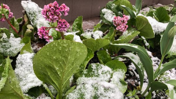 Flores cubiertas de nieve durante la nevada del 8 de mayo en Moscú Flores cubiertas de nieve durante la nevada del 8 de mayo en Moscú - Sputnik Mundo
