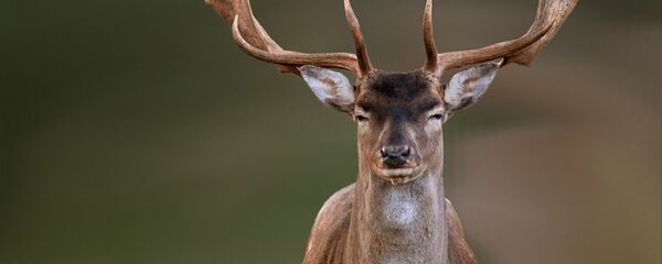 Ciervo - Sputnik Mundo