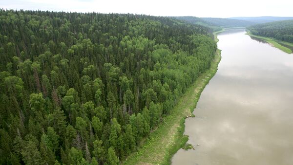 Siberia, hábitat del escarabajo escolítido - Sputnik Mundo