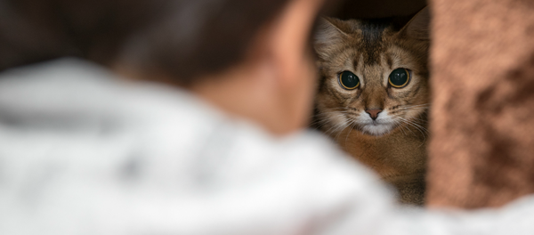 Un gato - Sputnik Mundo