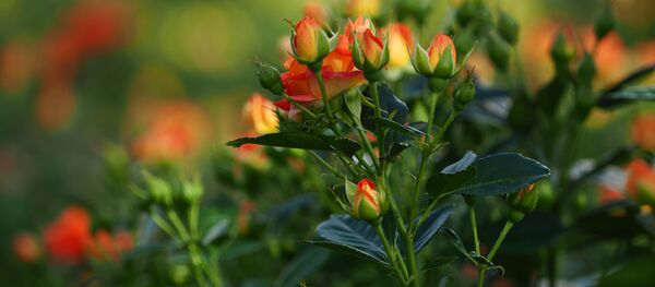 Rosas - Sputnik Mundo