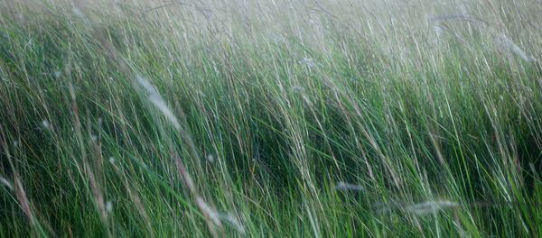 Pasto - Sputnik Mundo