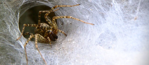 Una araña Una araña - Sputnik Mundo
