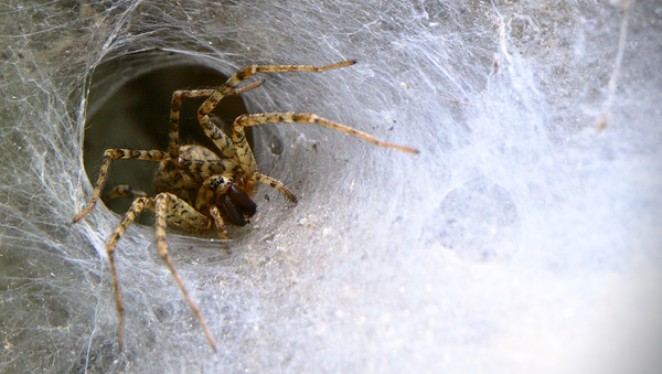 Una araña - Sputnik Mundo