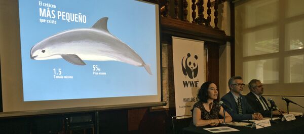 WWF presenta el informe sobre vaquita marina - Sputnik Mundo