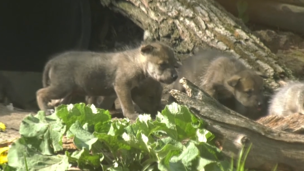 Primeros pasos de unos lobeznos mexicanos - Sputnik Mundo
