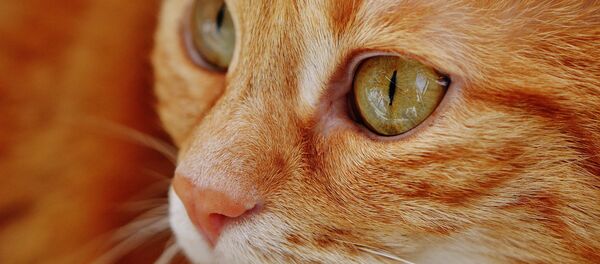 Gato - Sputnik Mundo