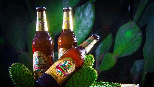 Cerveza de nopal mexicano - Sputnik Mundo