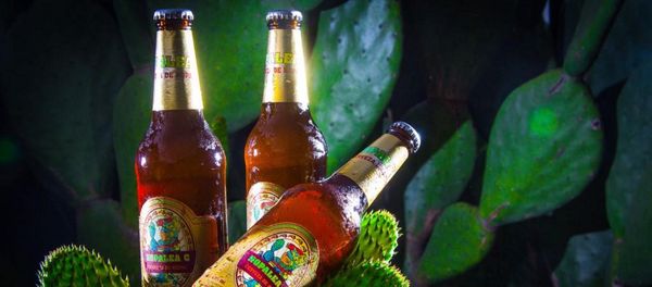Cerveza de nopal mexicano - Sputnik Mundo