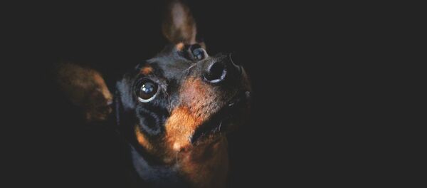 Perro Pinscher - Sputnik Mundo