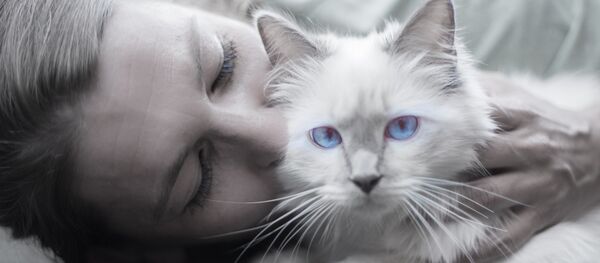 Acariciar gatos - Sputnik Mundo