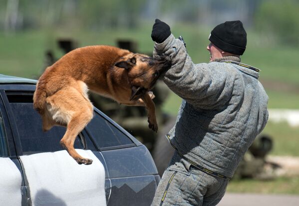 Ley y orden: Policía rusa muestra sus mejores activos - Sputnik Mundo