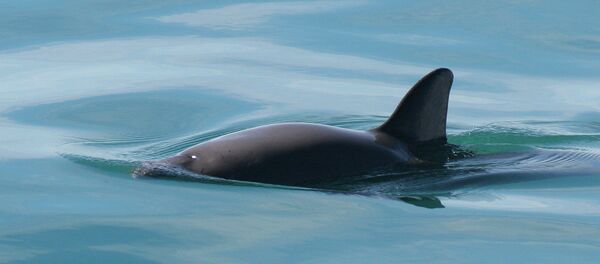 Vaquita de mar - Sputnik Mundo
