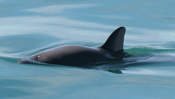 Vaquita de mar - Sputnik Mundo