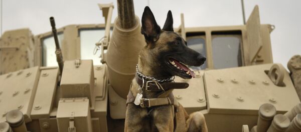 Un perro en el tanque - Sputnik Mundo