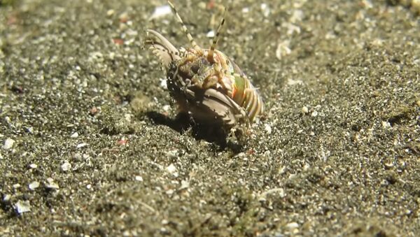 Un gusano Bobbit, también llamado Eunice aphroditois - Sputnik Mundo