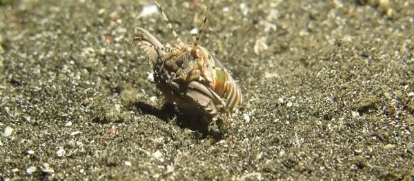 Un gusano Bobbit, también llamado Eunice aphroditois - Sputnik Mundo