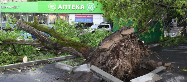 Las consecuencias del huracán de Moscú Las consecuencias del huracán de Moscú - Sputnik Mundo