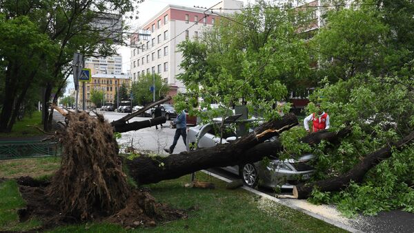 Las consecuencias del huracán de Moscú - Sputnik Mundo