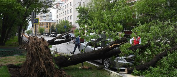 Las consecuencias del huracán de Moscú - Sputnik Mundo