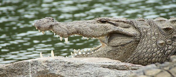 Un cocodrilo (imagen referencial) - Sputnik Mundo