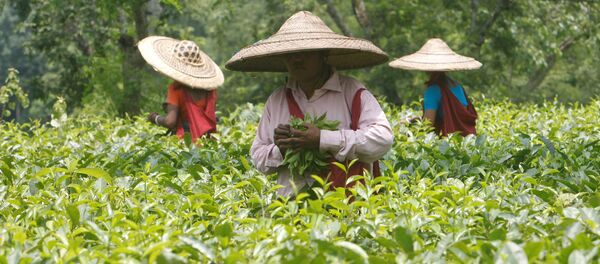 Trabajadores del jardín de té en la India (archivo) - Sputnik Mundo