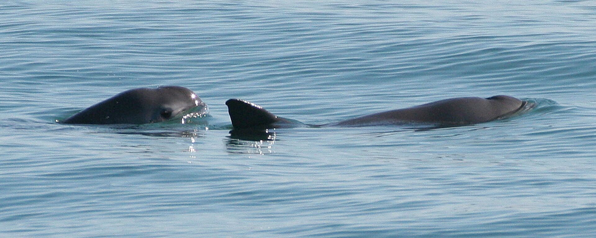 Two vaquitas - Sputnik Mundo, 1920, 13.08.2021