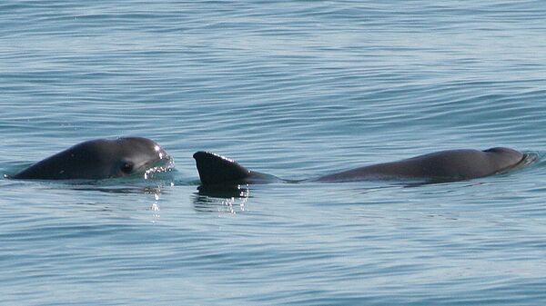 Two vaquitas - Sputnik Mundo