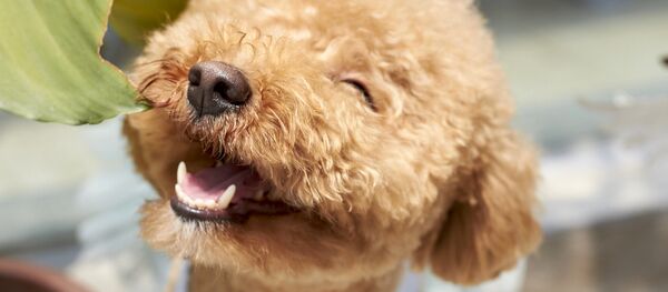 Un perro feliz - Sputnik Mundo