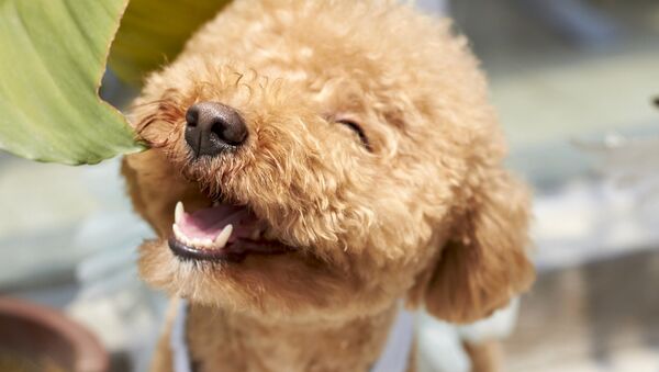 Un perro feliz - Sputnik Mundo