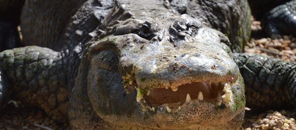 Aligátor Aligátor - Sputnik Mundo